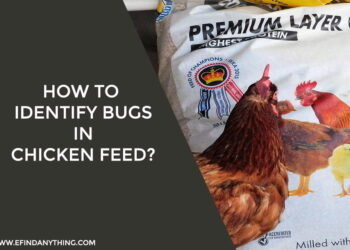 How to Identify Bugs in Chicken Feed
