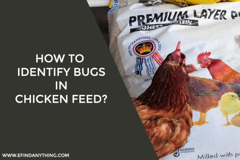 How to Identify Bugs in Chicken Feed