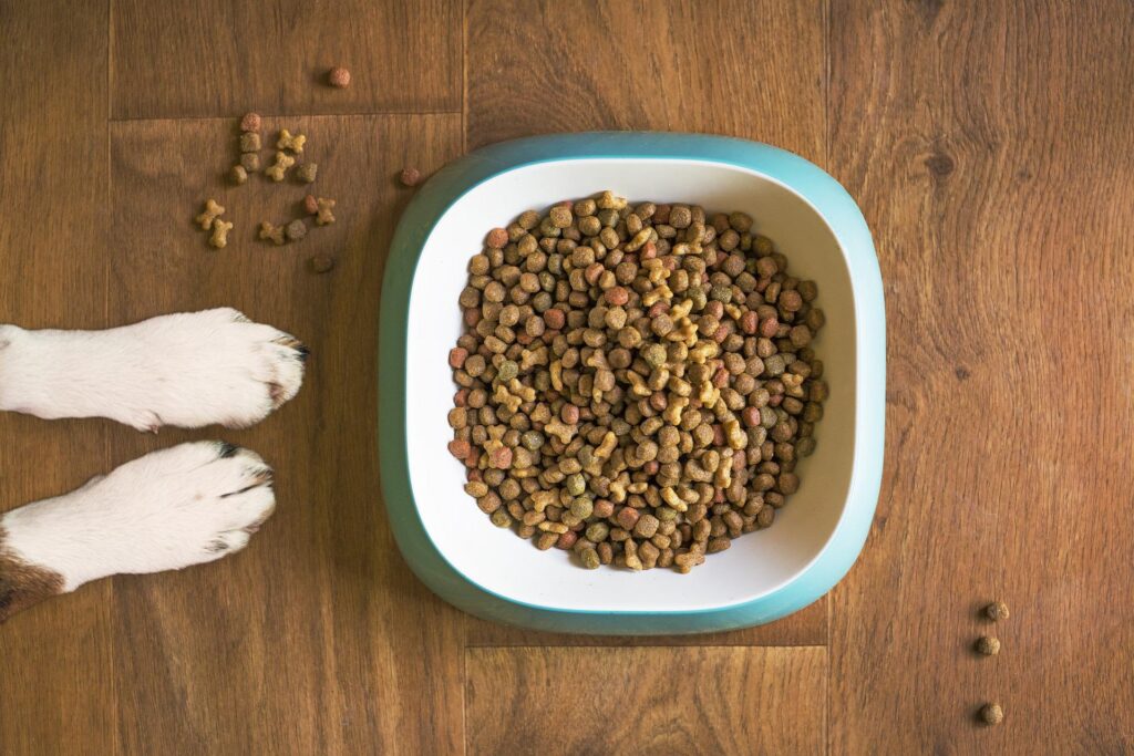 Feeding Pet Treats to Your Furry Friend