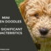 Mini Golden Doodles