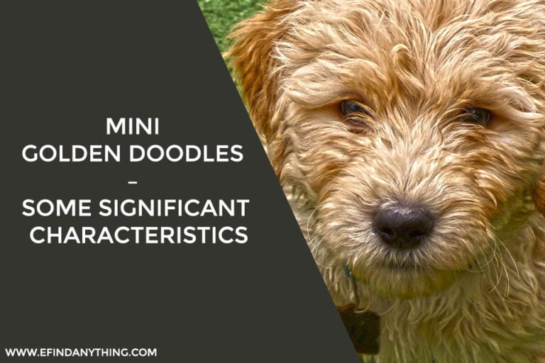 Mini Golden Doodles