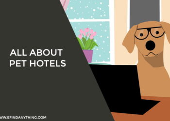 All About Pet Hotels