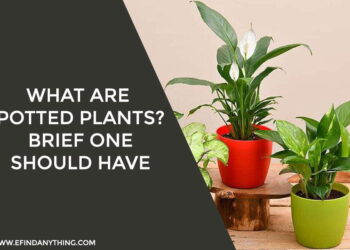 Potted Plants