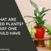 Potted Plants