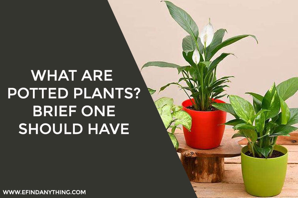 What Are Potted Plants? Brief One Should Have