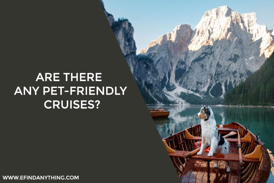 Are there any pet-friendly cruises?