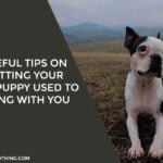 Useful Tips On Getting Your New Puppy Used To Living With You