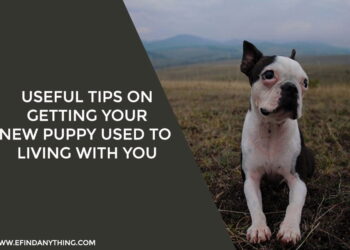 Useful Tips On Getting Your New Puppy Used To Living With You