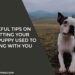 Useful Tips On Getting Your New Puppy Used To Living With You