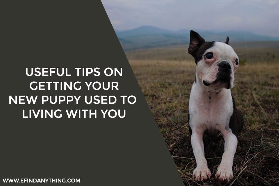 Useful Tips On Getting Your New Puppy Used To Living With You