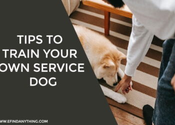 Tips to train your own service dog