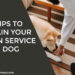 Tips to train your own service dog