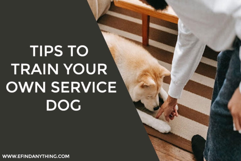 Tips to train your own service dog