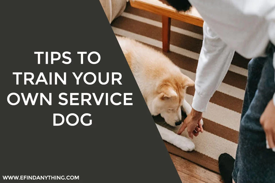 Tips to train your own service dog