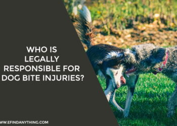 Who is legally responsible for dog bite injuries
