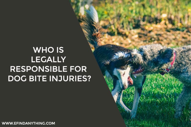 Who is legally responsible for dog bite injuries