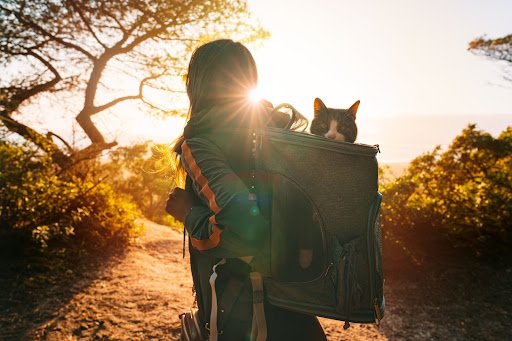 pet-friendly cruises