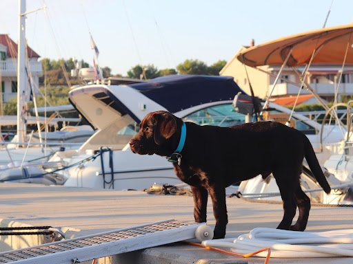 pet-friendly cruises