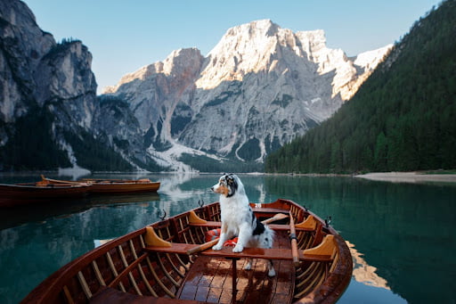 pet-friendly cruises