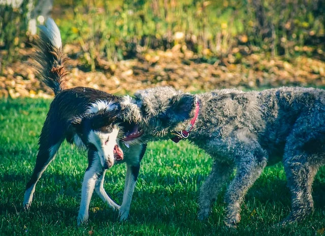 Who is legally responsible for dog bite injuries