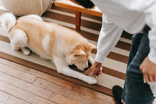 train your own service dog