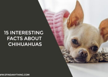 15 Interesting Facts About Chihuahuas