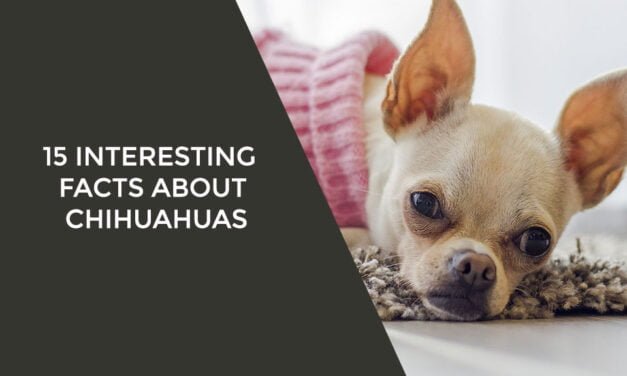 15 Interesting Facts About Chihuahuas