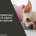 15 Interesting Facts About Chihuahuas