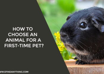 How To Choose An Animal For A First-time Pet