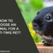 How To Choose An Animal For A First-time Pet