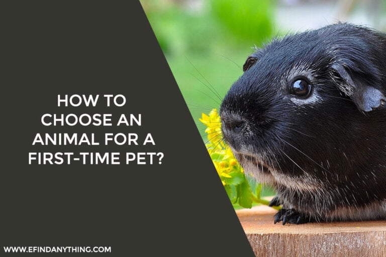 How To Choose An Animal For A First-time Pet