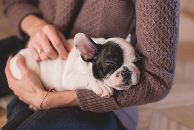 A Guide for First-Time Pet Owners