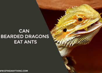 Can Bearded Dragons Eat Ants