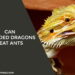 Can Bearded Dragons Eat Ants