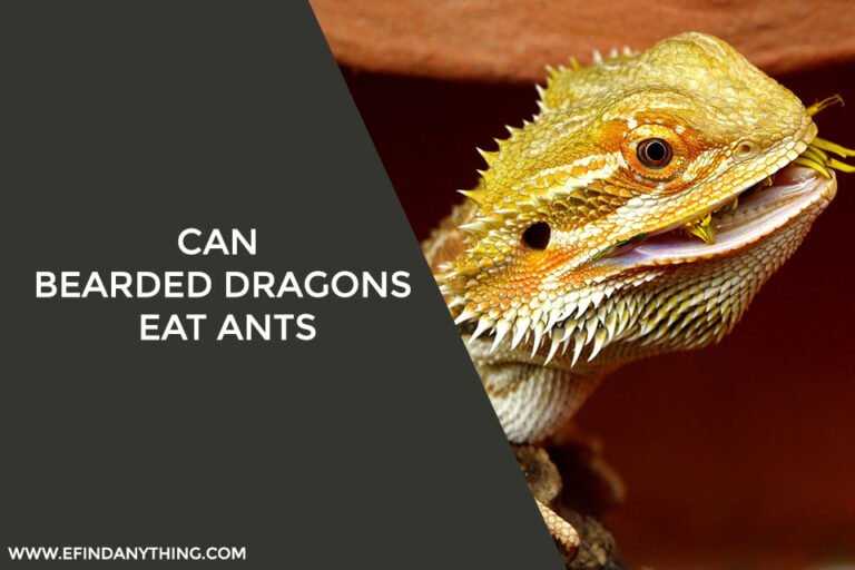 Can Bearded Dragons Eat Ants