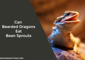 Can Bearded Dragons Eat Bean Sprouts
