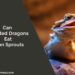 Can Bearded Dragons Eat Bean Sprouts
