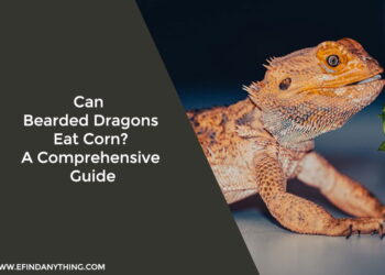 Can Bearded Dragons Eat Corn