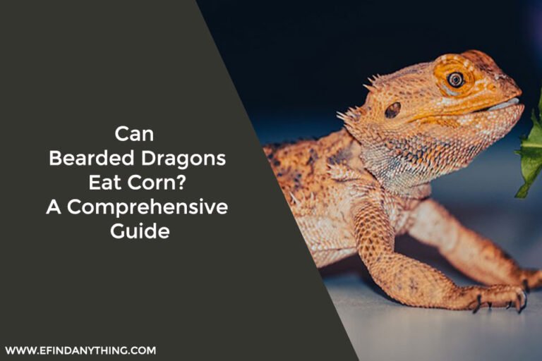 Can Bearded Dragons Eat Corn