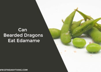 Can Bearded Dragons Eat Edamame