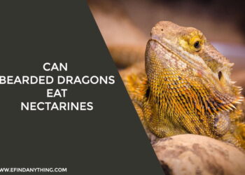 Can Bearded Dragons Eat Nectarines