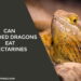 Can Bearded Dragons Eat Nectarines