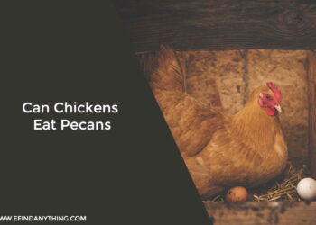 Can Chickens Eat Pecans