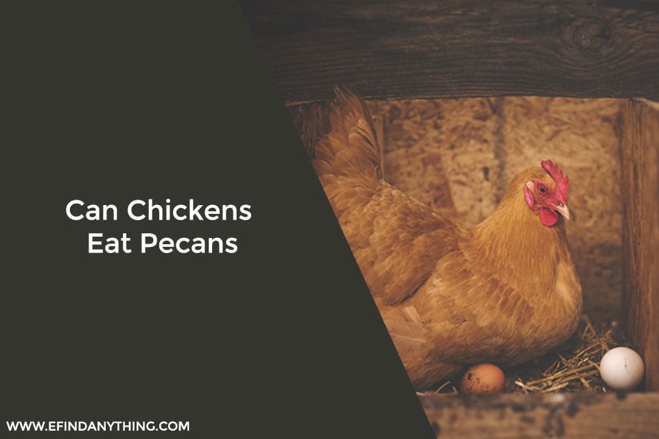 Can Chickens Eat Pecans