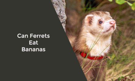 Can Ferrets Eat Bananas? What You Need to Know