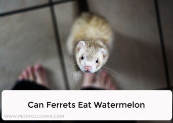 Can Ferrets Eat Watermelon