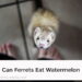 Can Ferrets Eat Watermelon