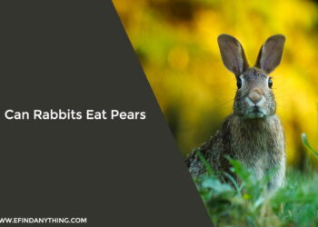 Can Rabbits Eat Pears