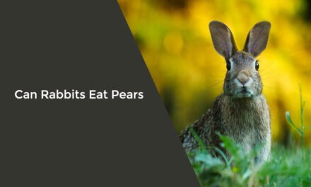 Can Rabbits Eat Pears? Everything You Need to Know