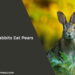 Can Rabbits Eat Pears